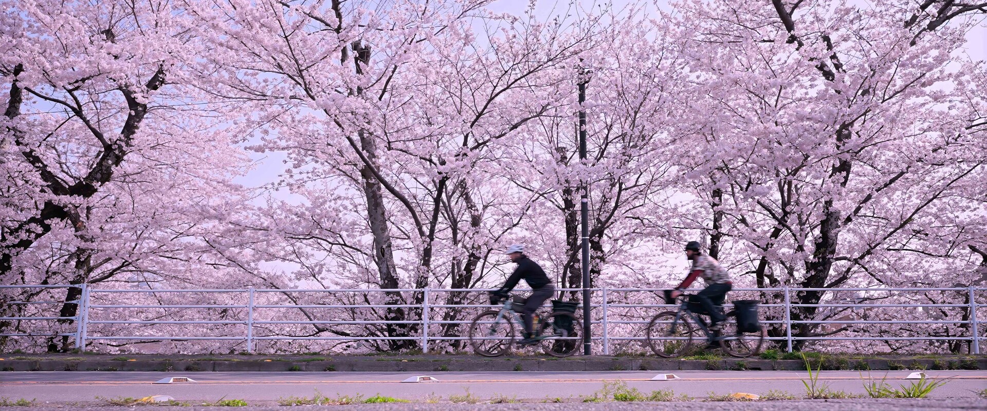 Two cyclists ride past cherry blossoms in motion blur along a bridge in Japan.